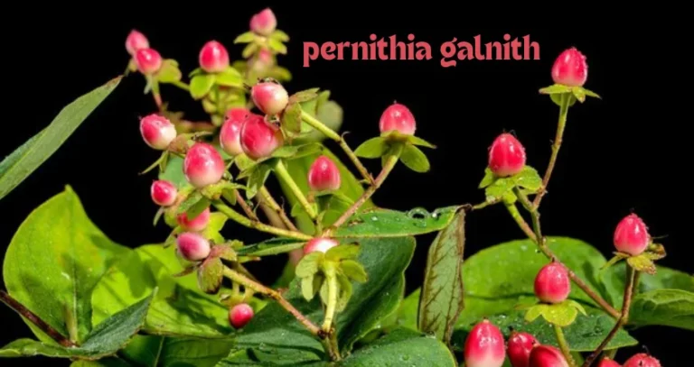 pernithia galnith