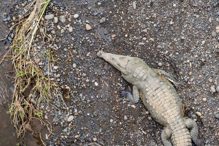 do crocodiles die from old age